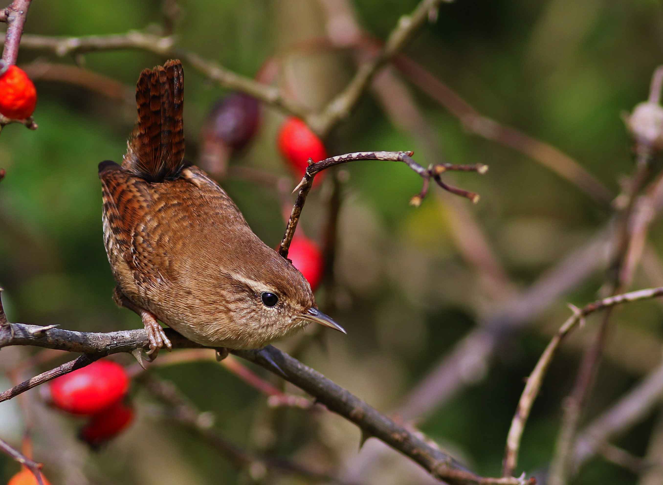 Eurasian Wren